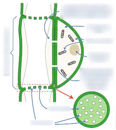 Phloem sieve tube element and companion cell Diagram | Quizlet