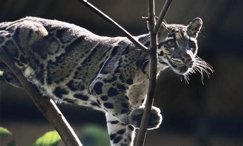 Clouded leopard | Smithsonian's National Zoo