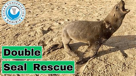 Double Seal rescue - YouTube