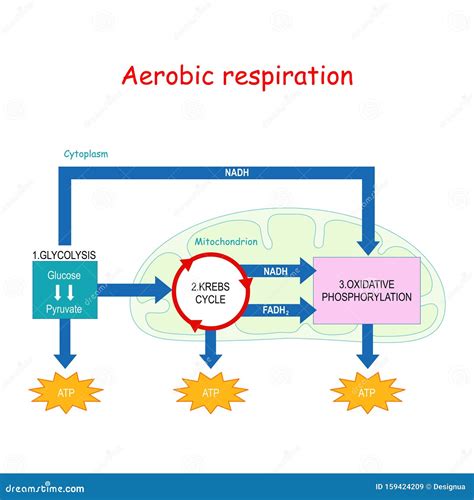 Respiration Cycle Blood Labeled Cartoon Vector | CartoonDealer.com ...