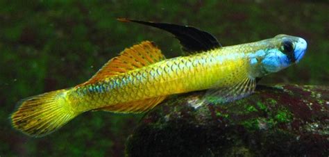 Stiphodon percnopterygionus | Fresh water fish tank, Aquarium fish, Freshwater aquarium fish