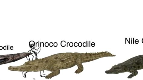 Crocodiles and Alligators Size Comparison - YouTube