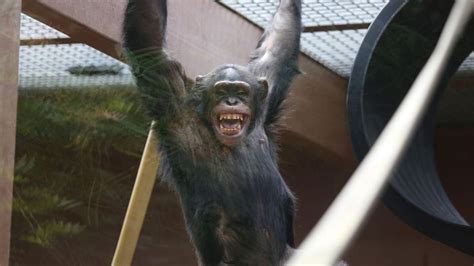 Jambo the chimp is looking for love at Zoo Knoxville | wbir.com