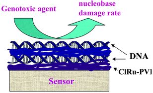 Genotoxicity sensor response correlated with DNA nucleobase damage rates measured by LC-MS ...