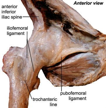 Hip Anatomy - Recon - Orthobullets