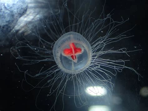 Turritopsis rubra - Facts, Diet, Habitat & Pictures on Animalia.bio