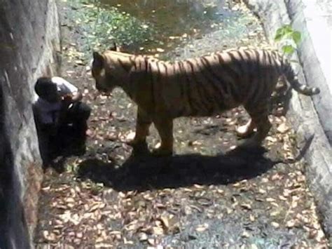 Tiger Attack: Latest News, Photos, Videos on Tiger Attack - NDTV.COM