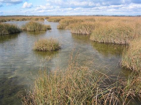 Water Biomes: Marshes, Shores, Marine | SchoolWorkHelper