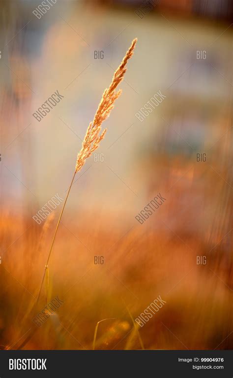 Grass Sunlight Image & Photo (Free Trial) | Bigstock