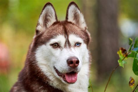 Why Do Huskies Have Blue Eyes? Husky Eye Color Explained