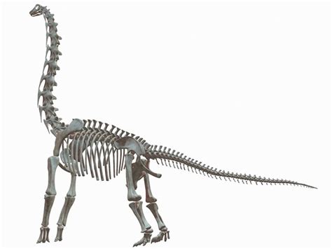 Brachiosaurus Skeleton