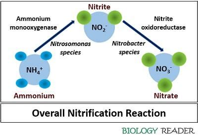 What is Nitrification? Definition, Process & Factors Affecting ...