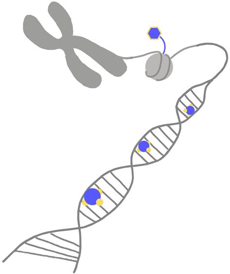 Epigenetic - Innovative Genomics Institute (IGI)