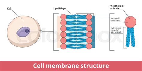 Cell membrane structure represented by lipid bilayer | Stock vector | Colourbox