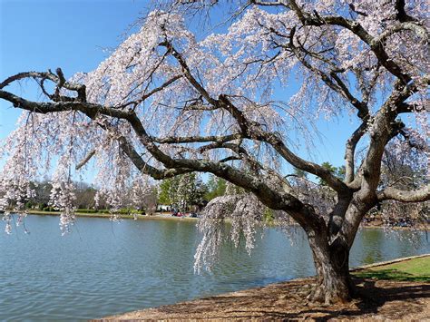 Weeping Willow in Bloom Photograph by Gordon Taylor