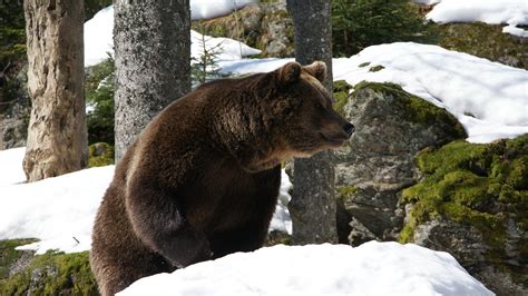 Wallpaper Brown bear, snow, winter, rocks 3840x2160 UHD 4K Picture, Image