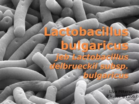 PPT - Lactobacillus bulgaricus jeb Lactobacillus delbrueckii subsp ...