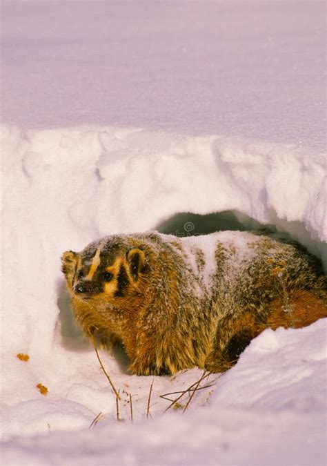 Badger in Snow stock image. Image of snow, winter, wild - 12090325