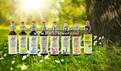 Five Flower Remedy Cream | Best Flower Site