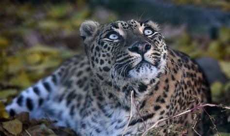 Dachigam National Park: Up And Close With Kashmir’s Wildlife | India.com