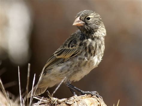 Migration: 3.4 Natural selection in Darwin's finches | OpenLearn - Open University