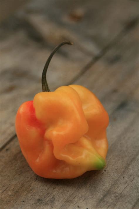 Steps to Growing the Perfect Scotch Bonnet Pepper Plant - On The Gas ...