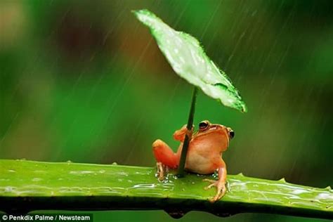 40 Excellent Pictures of Animals in Rain