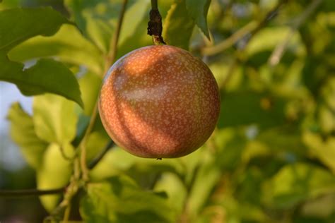 My little vegetable garden: MARKISA passion fruit, ripening process