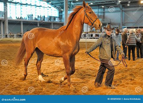 Exhibition breed horses editorial stock photo. Image of lady - 40589458