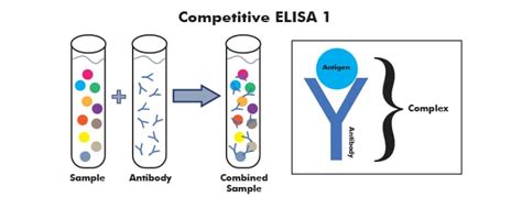 ELISA Illustrated Assay: Novus Biologicals