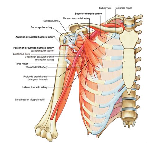 Axillary Artery – Earth's Lab