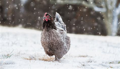 How Do Chickens Stay Warm in the Winter? | Meyer Hatchery Blog