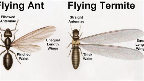 Winged Termites Identification