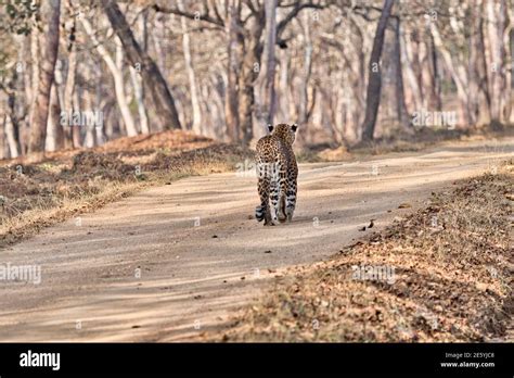 Leopard at Kabini, Nagarhole National Park, Karnataka, India Stock ...