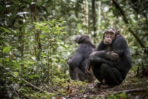 Why Chimpanzees Are Endangered and What We Can Do