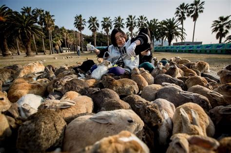 Bunnies Lure Tourists to Japanese Island