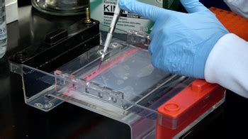 Addgene: Protocol - How to Run an Agarose Gel