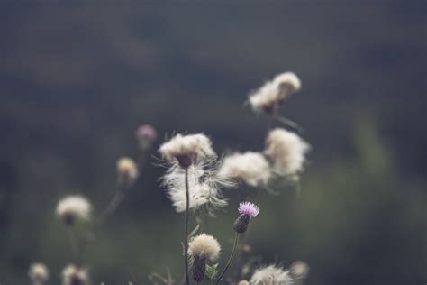 Free Photo: Cirsium Arvense