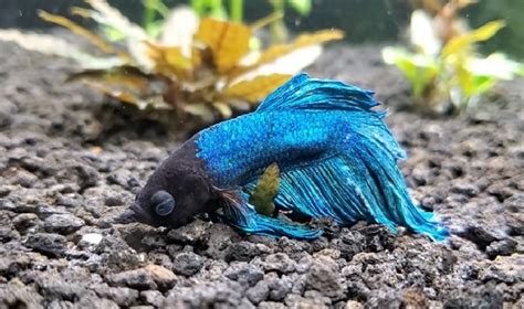 Do Betta Fish Sleep? Insights into the Resting Betta - Animal Hype