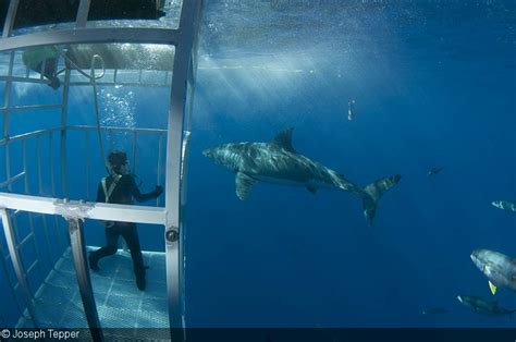 Shark Cage Diving Underwater Photography