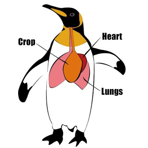 Emperor Penguin Food Chain