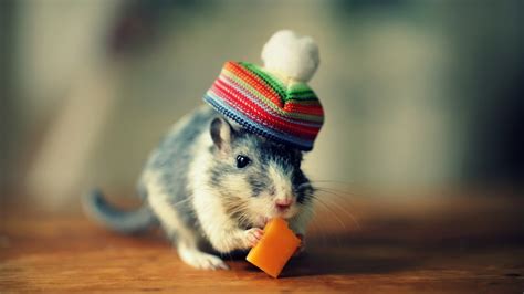 Wallpaper : tikus, topi, keju, cambang, hamster, hewan pengerat, mouse ...