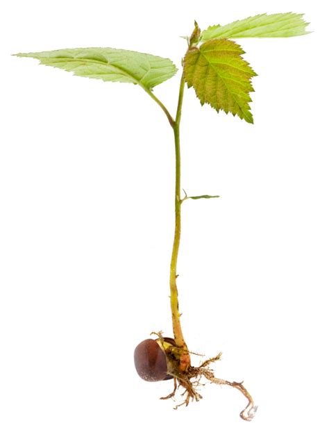 Hazel - planting, pruning, care and harvesting hazelnuts and keeping them