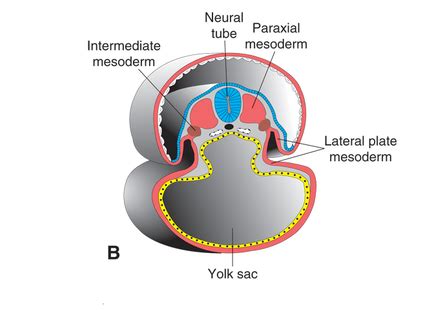 EMBRYOLOGICAL SOURCE OF URINARY SYSTEM - URINARY SYSTEM