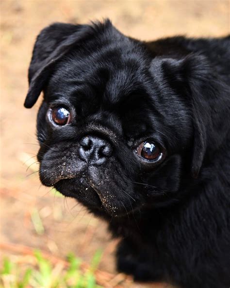 Boo the black Pug | Pugs, Black pug, Pug love