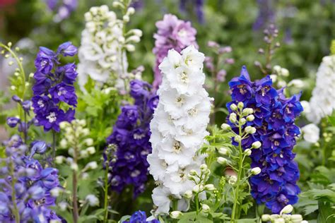 Larkspur vs. Delphinium - A-Z Animals