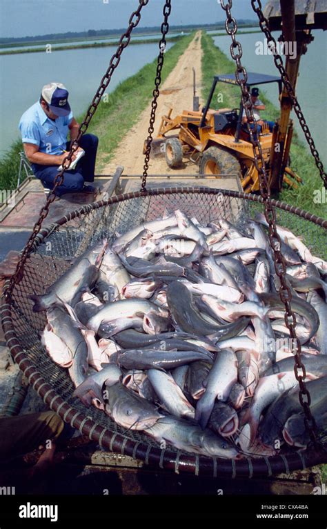 Farm raised catfish hi-res stock photography and images - Alamy