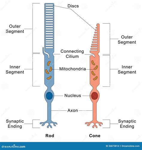 Human Eye Rode And Cone Biological Cell Structure Includes Segments ...