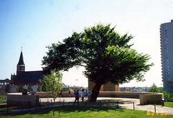 Oklahoma City Bombing Memorial 'Survivor Tree' (1995-1995) - Find a ...