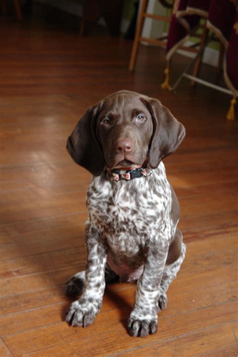 Archer at 6 weeks....Precious! | German shorthaired pointer dog, Pointer puppies, German ...